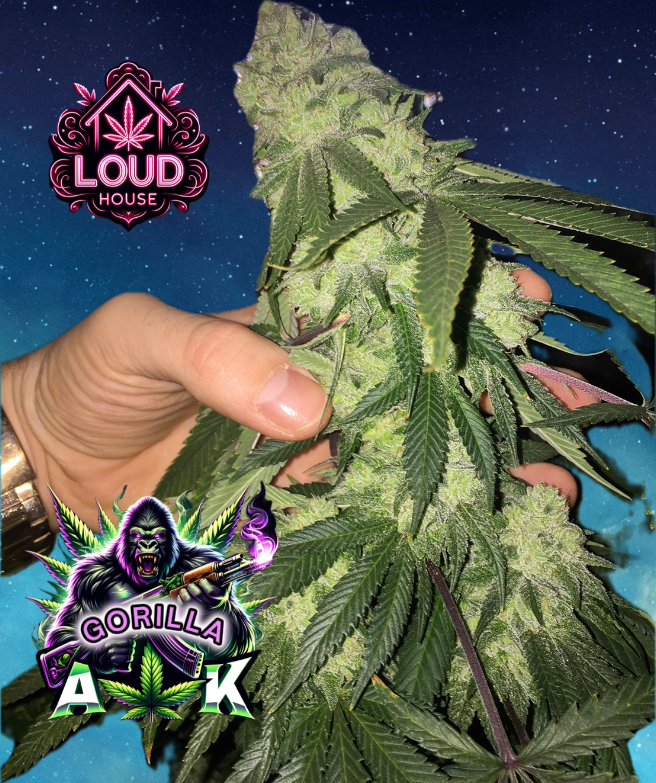 Gorilla AK — image 1