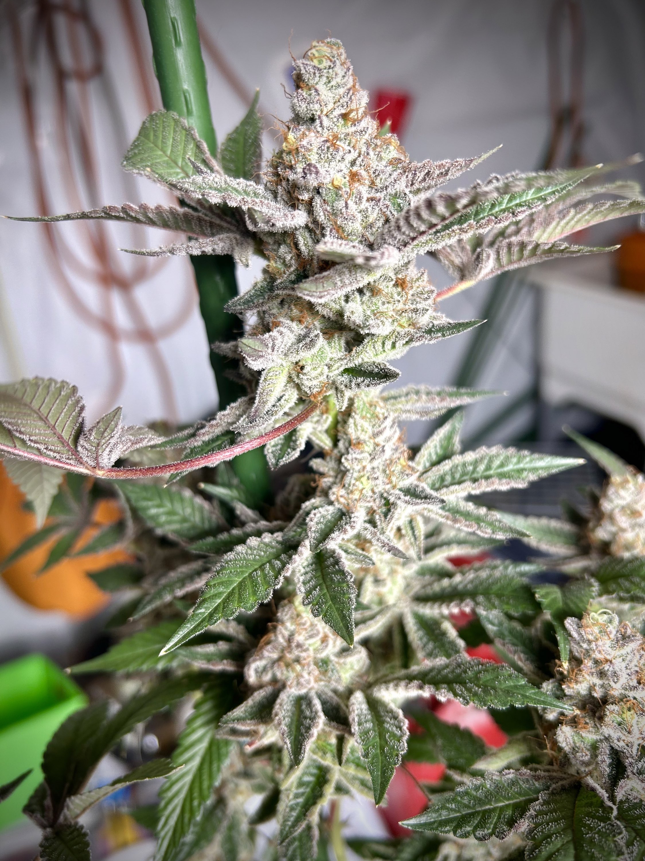 New listing: Vito-Mints (GodFather OG x Kush Mints F3) Fem/Photo Seeds