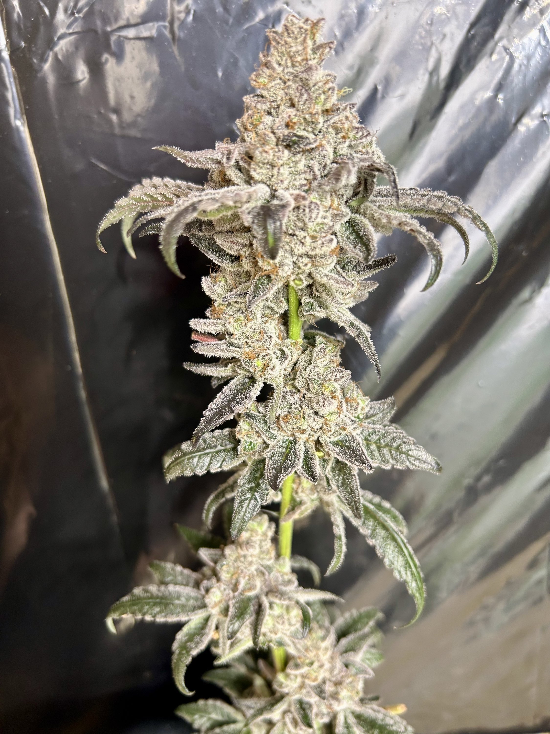 Truffle Glue — image 1