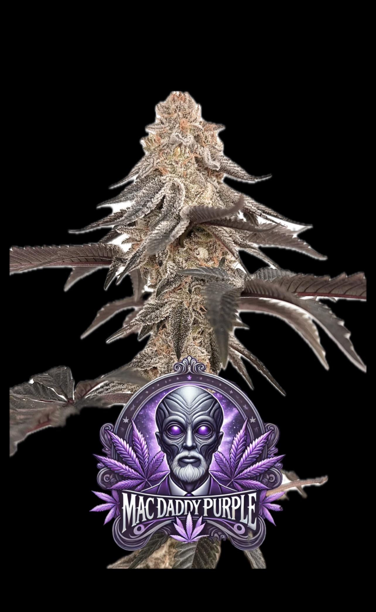 MAC Daddy Purple — image 1