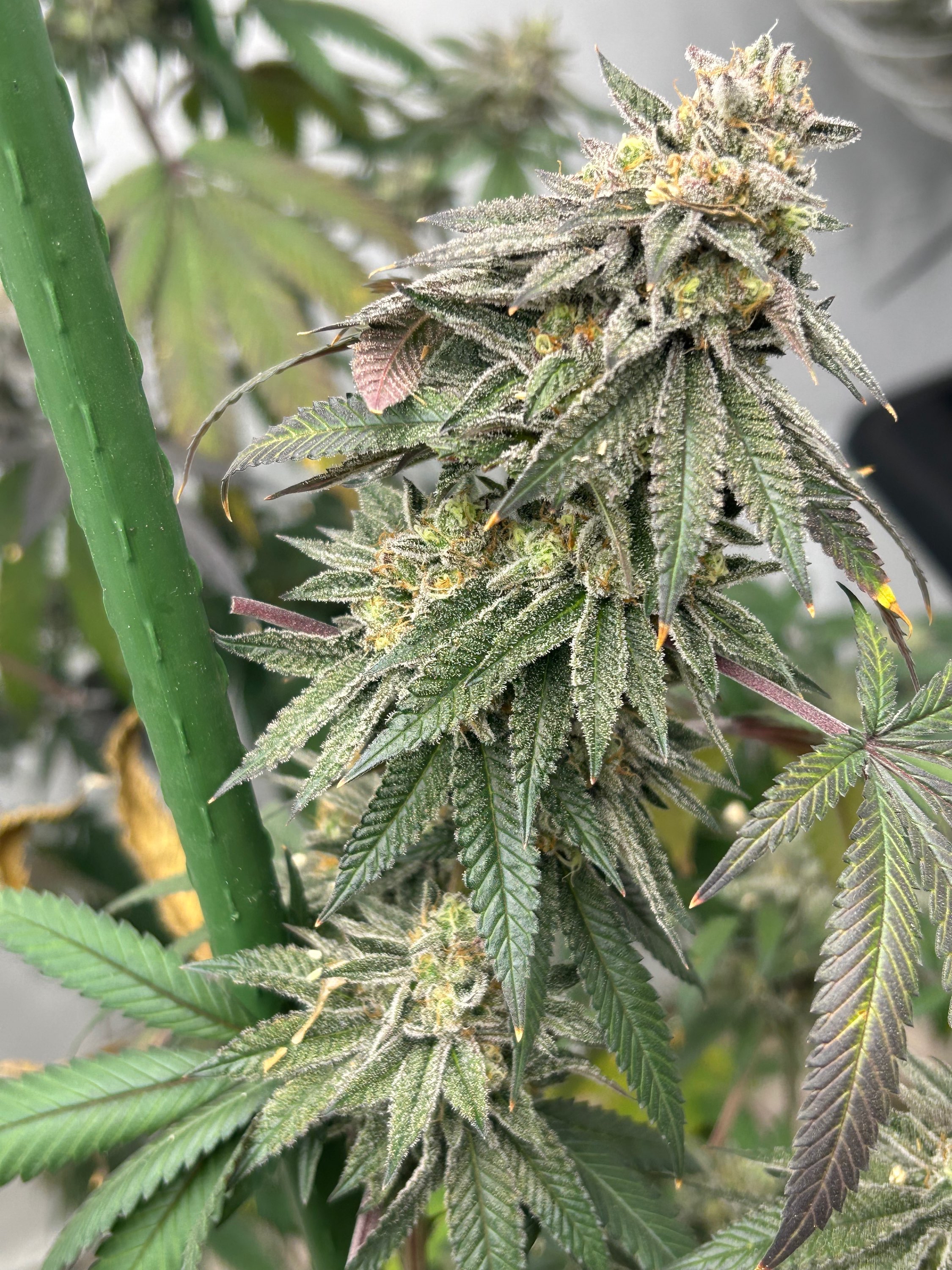 (Real) Sour Diesel F4
