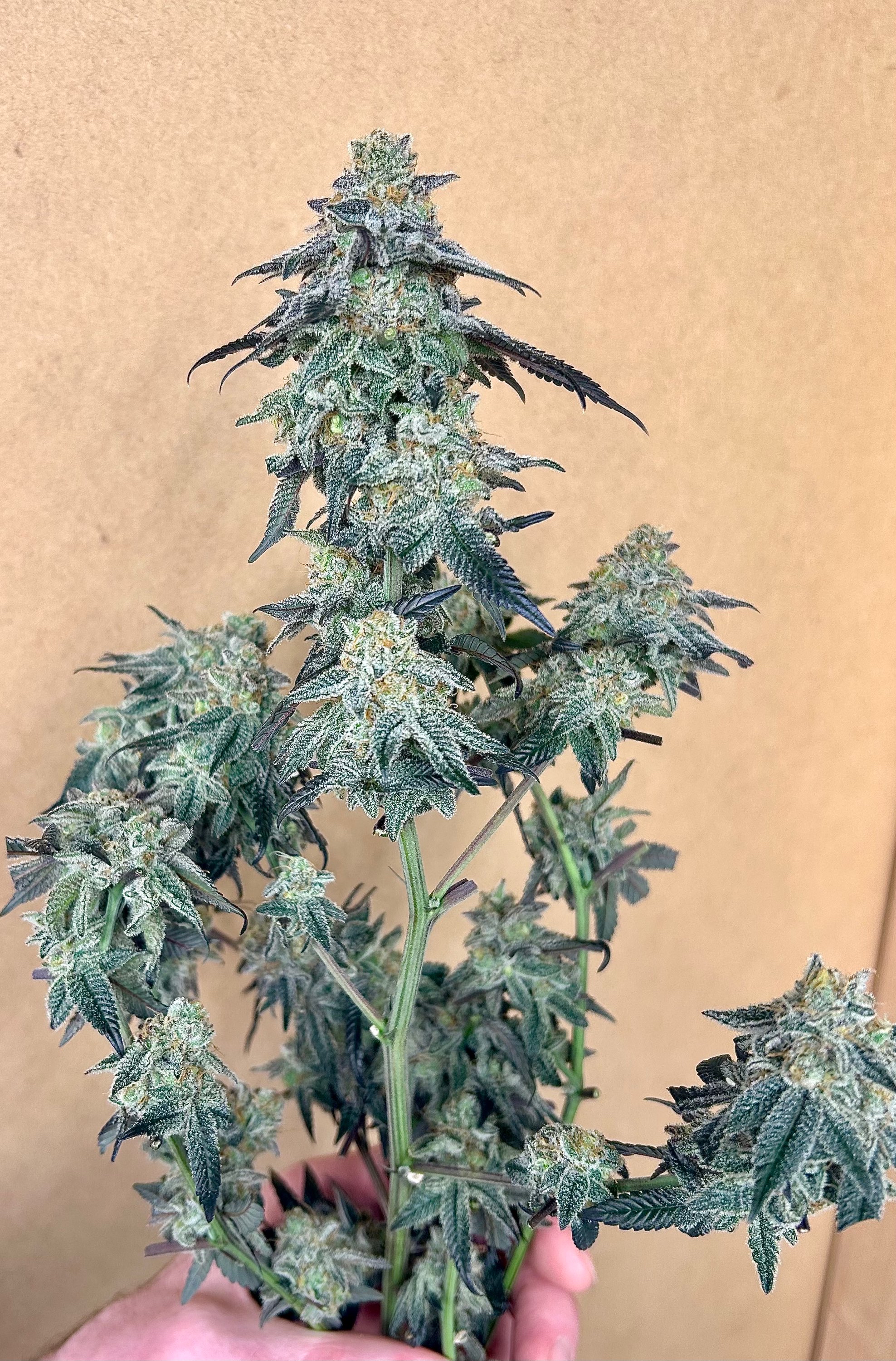 Durban Mints — image 1