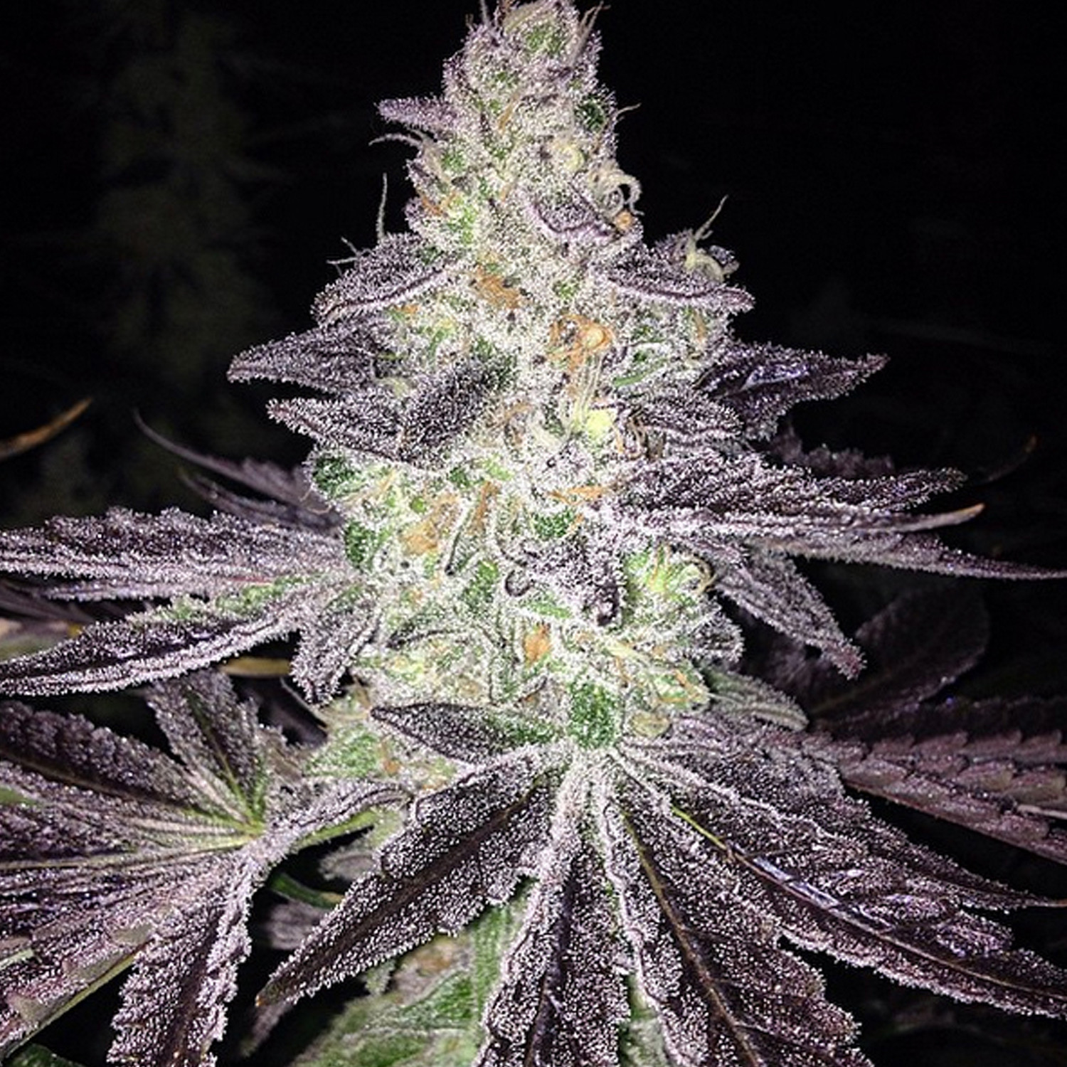 Mendo Breath #5