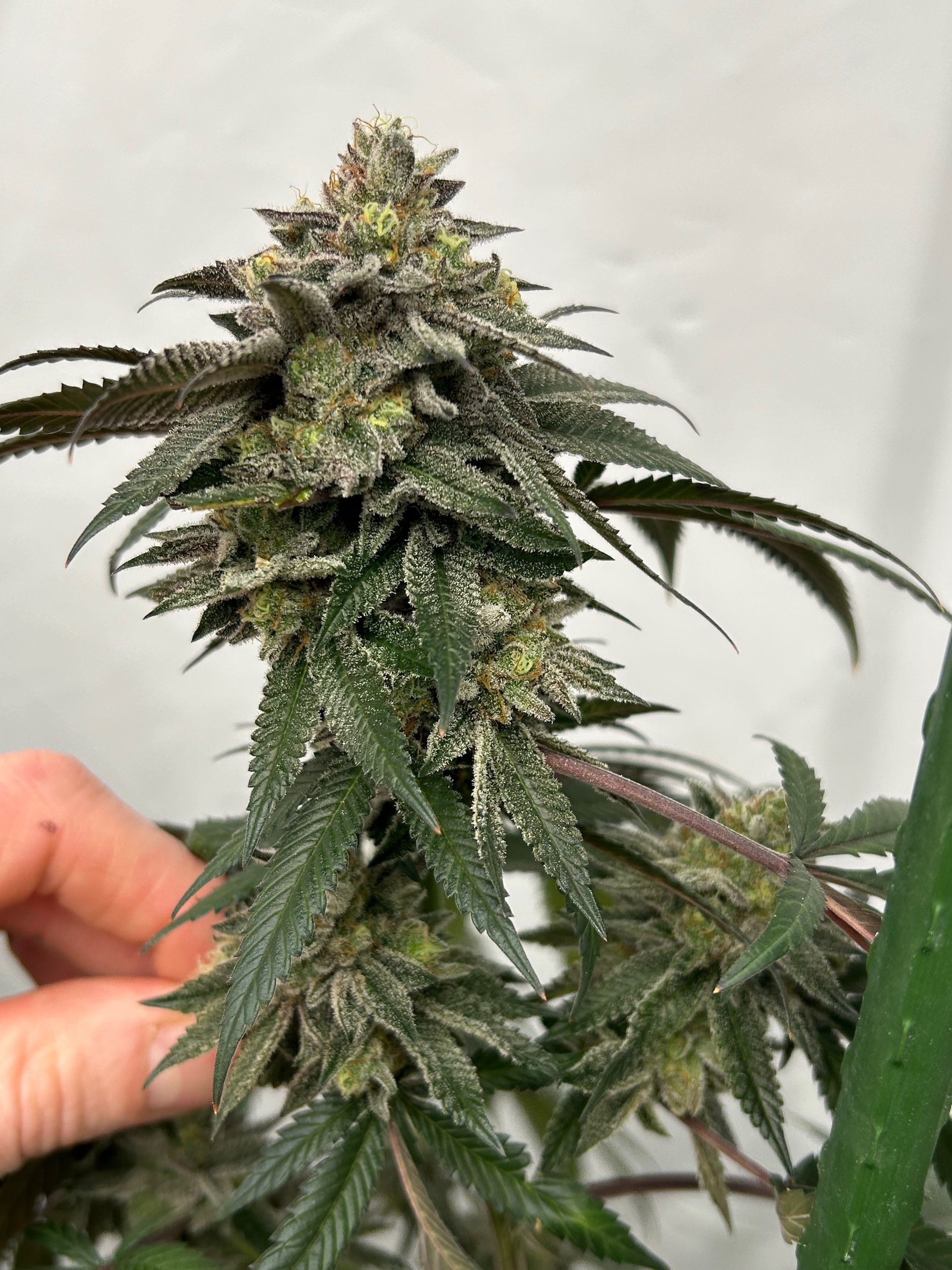 Gorilla Fritter