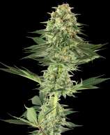 Banana Kush