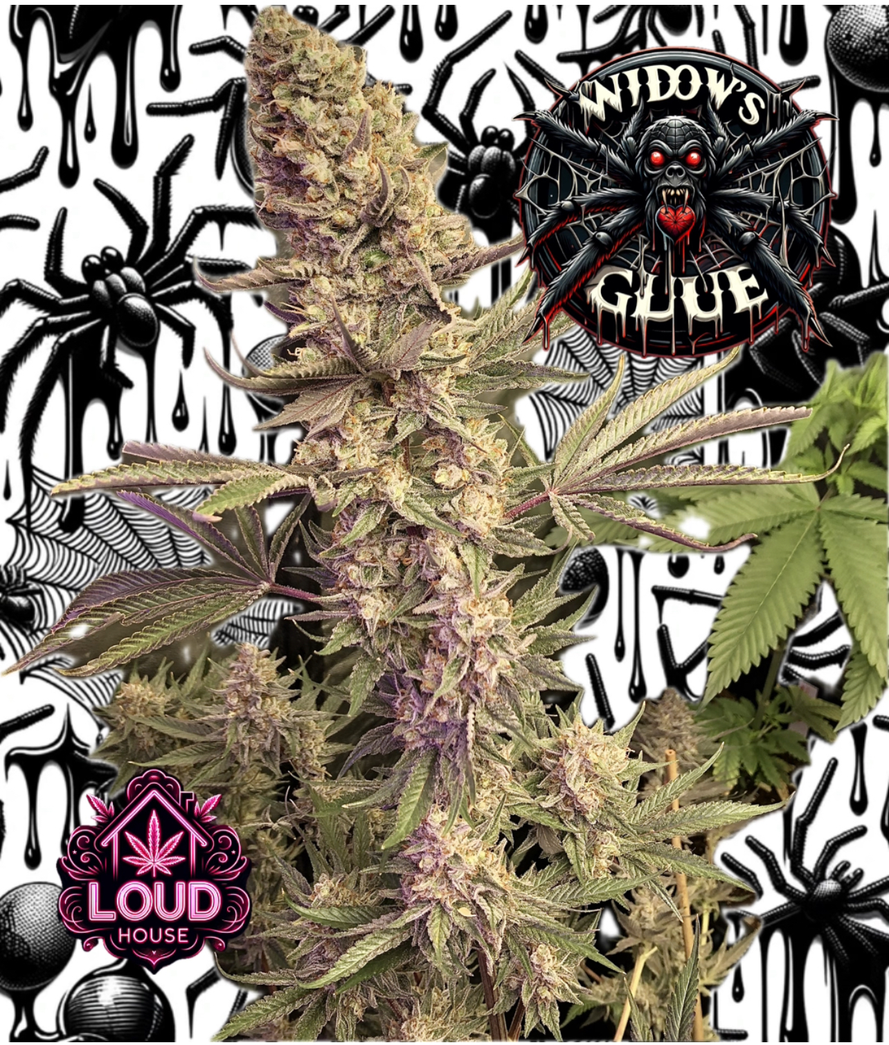Widows Glue — image 1