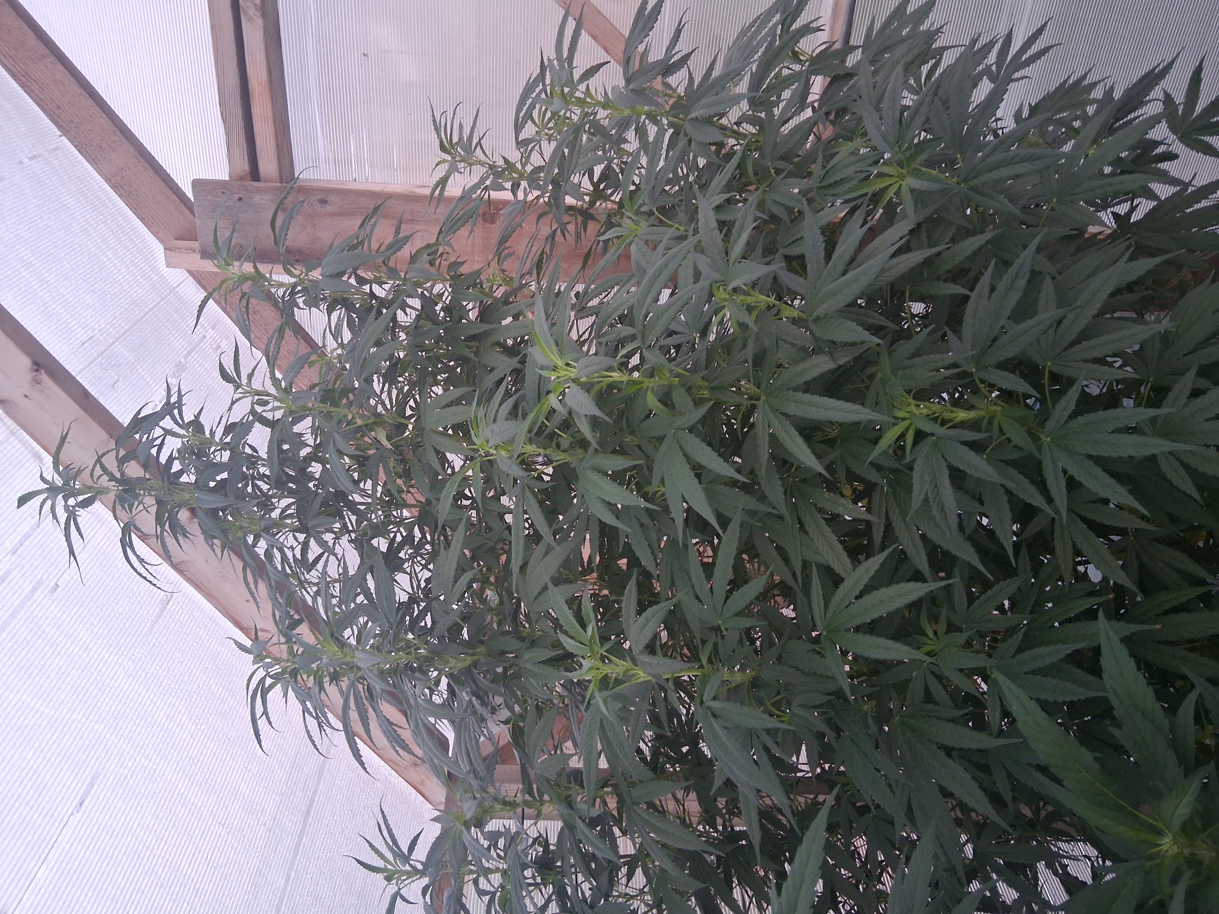Afghan Kush — image 1