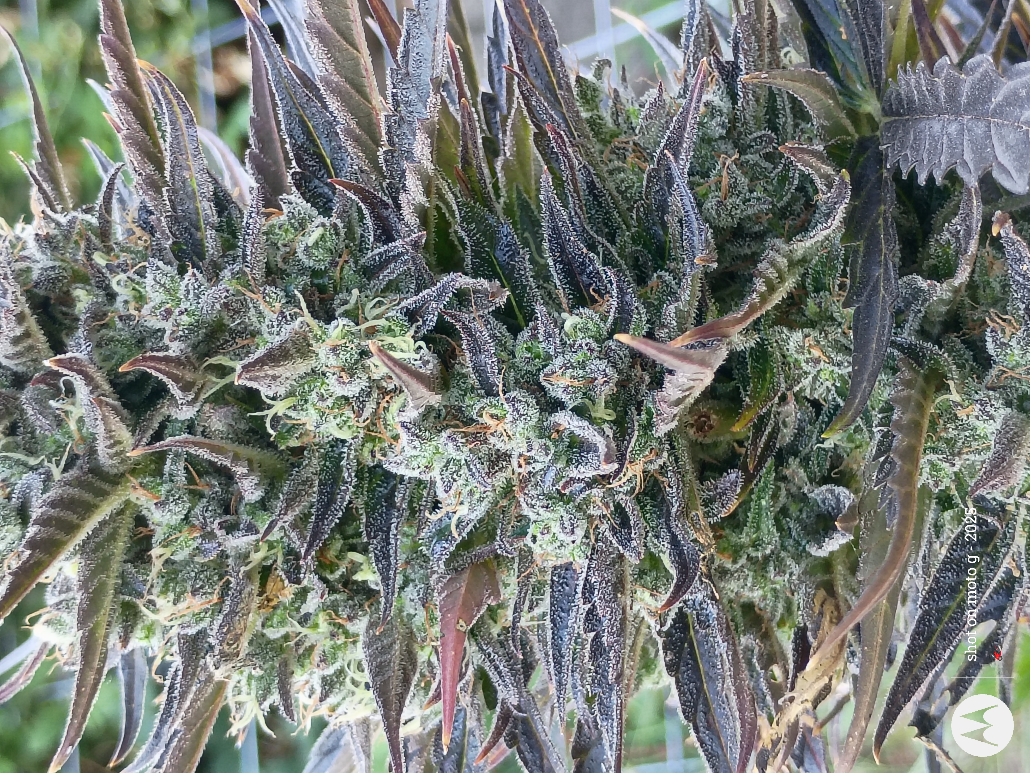 Sativa — image 1
