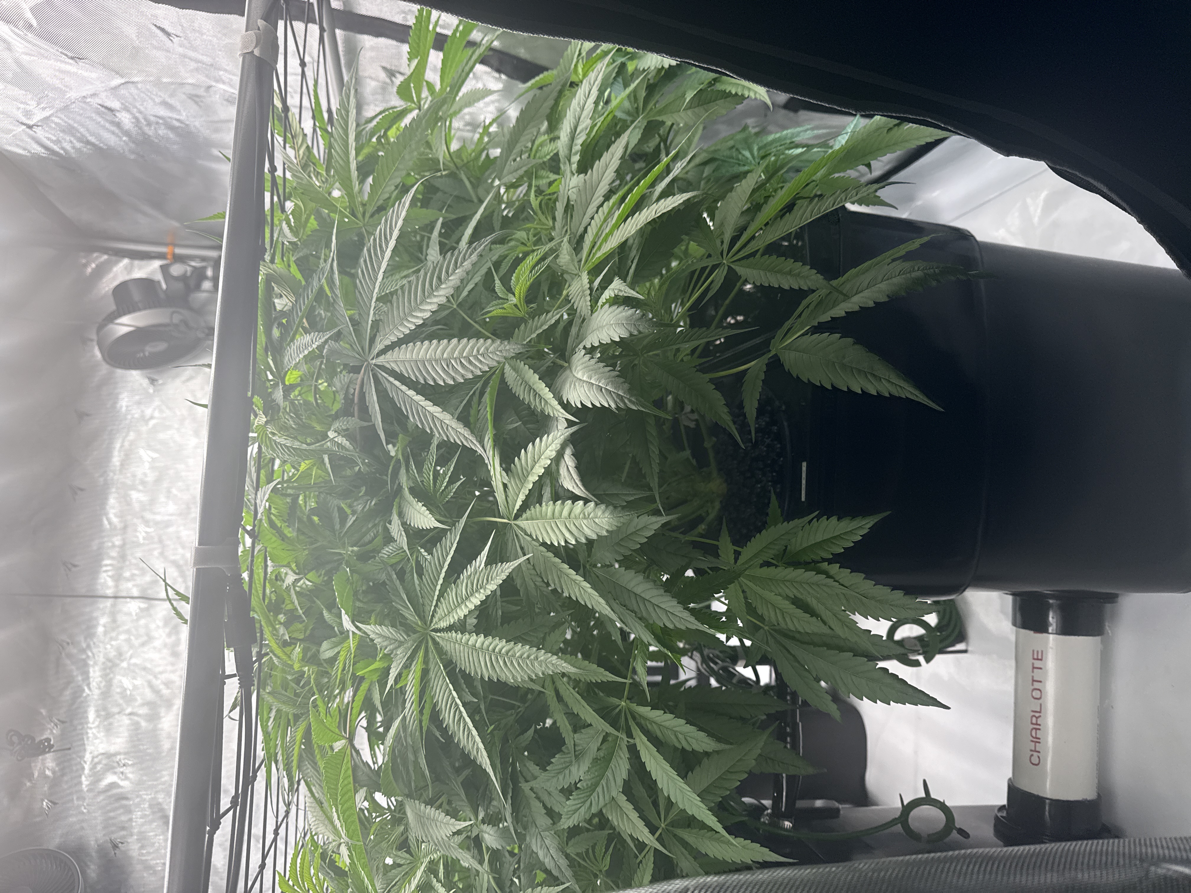 New grow log: Double Blue grow