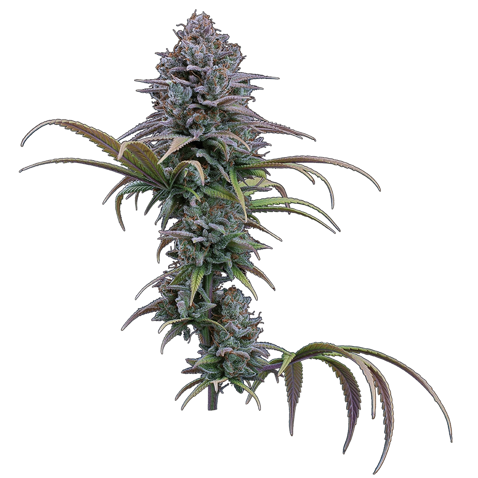 Grimm Glue — image 1