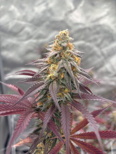 Grape Zenzu — image 1