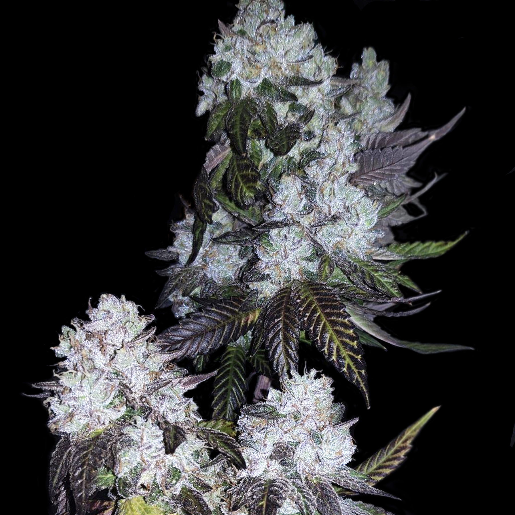 Frosty Bananas — image 1