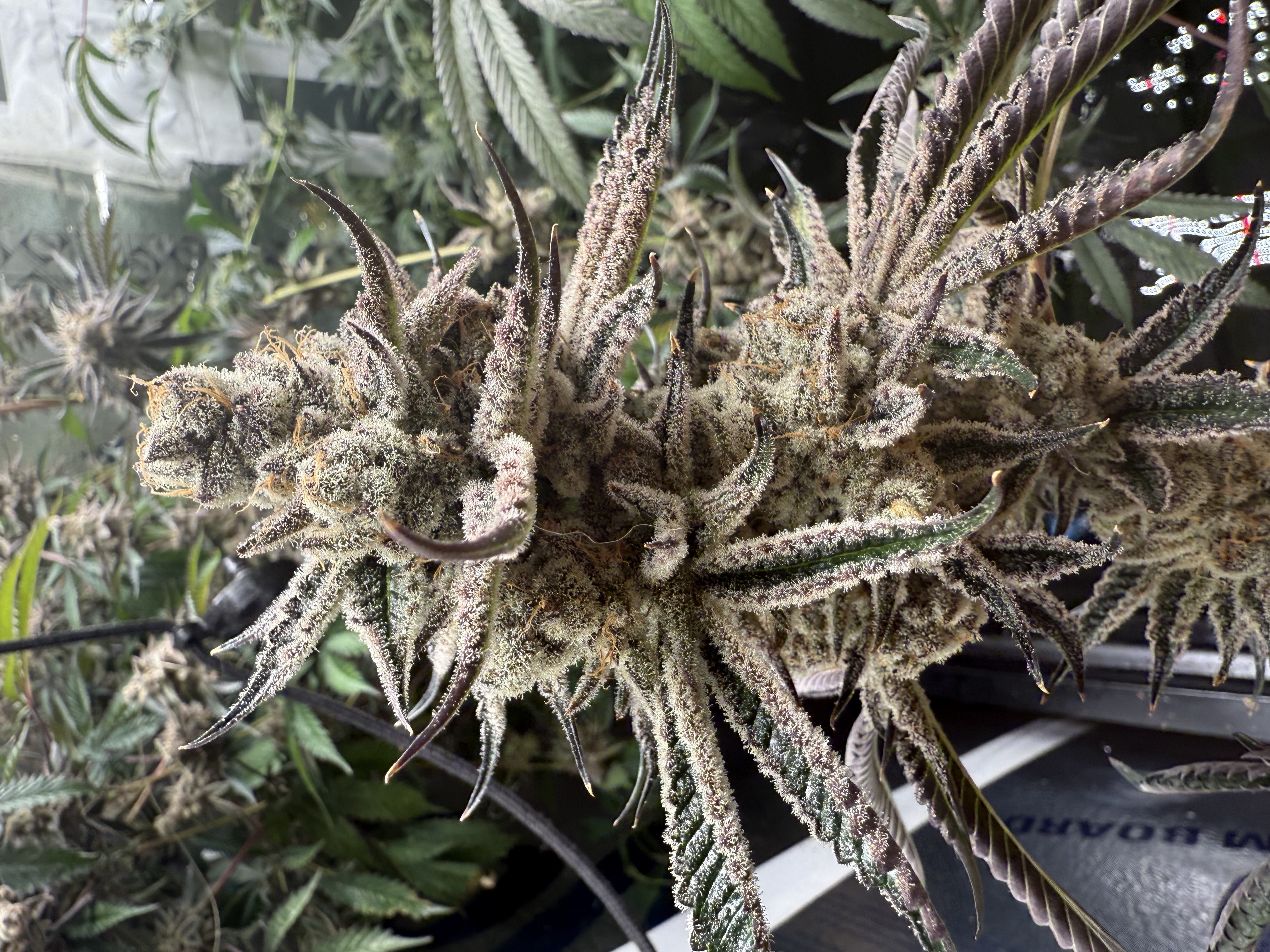 New listing: Truffaloha #2
