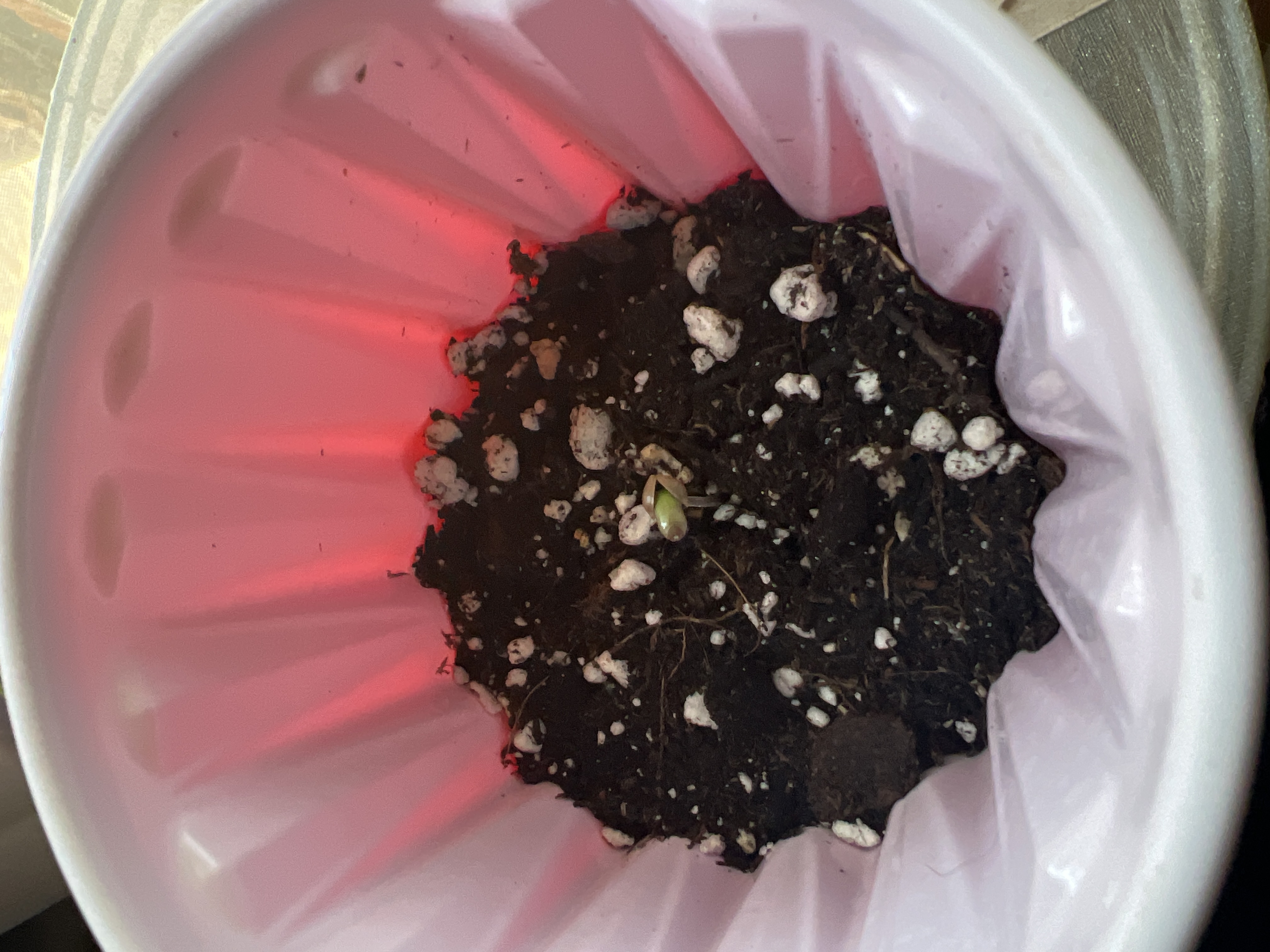 New grow log: Sour Kush grow